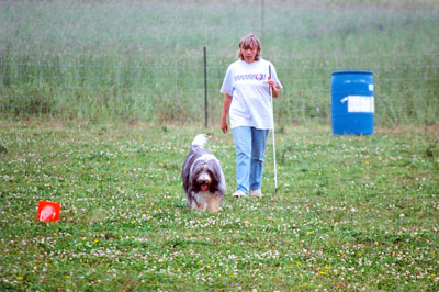 Robbie at a herding ttial, with his mommy, driving the sheep (which are not in the photo) down the field.